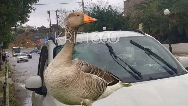Κρήτη: Πάπια εξ ουρανού προκάλεσε… τροχαίο