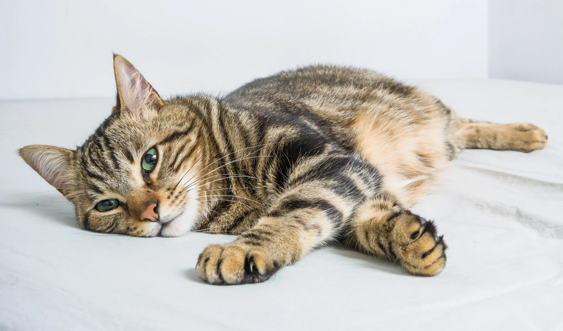 Μήπως να ξανασκεφτείς το να αποκτήσεις γάτα; 5 λόγοι που θα σε κάνουν να πειστείς