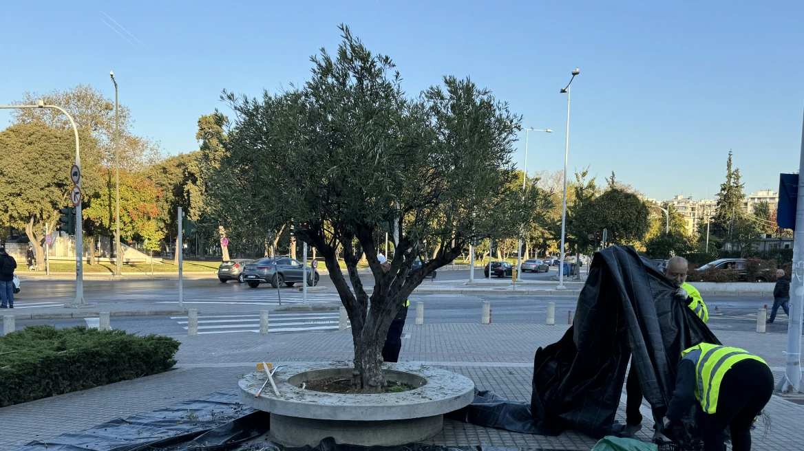 Ελαιόλαδο made in… Thessaloniki!