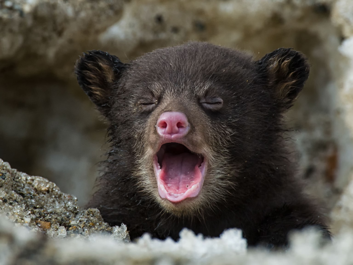 Πέλλα: Βρέθηκαν νεκρά δύο αρκουδάκια