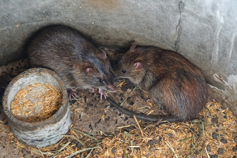 Ηράκλειο: Γέμισε με νεκρά ποντίκια το λιμάνι! (ΦΩΤΟ)