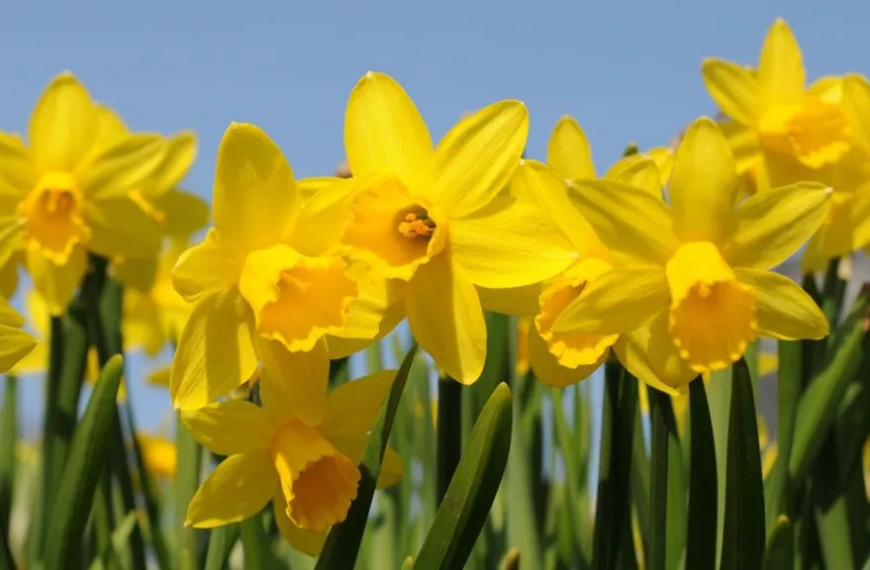 Ποια λουλούδια φοβούνται οτι θα χαθούν;