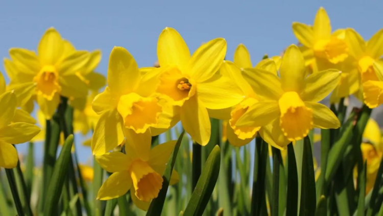 Ποια λουλούδια φοβούνται οτι θα χαθούν;