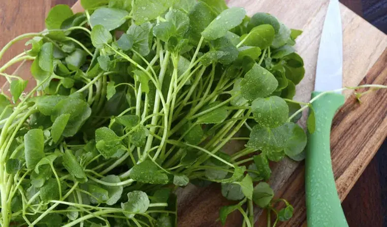 Νεροκάρδαμο: Το πιο θρεπτικό λαχανικό που δυστυχώς πολλοί δεν γνωρίζουν