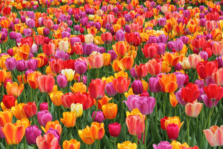 Τουλιπομανία: Το πρώτο viral της ιστορίας