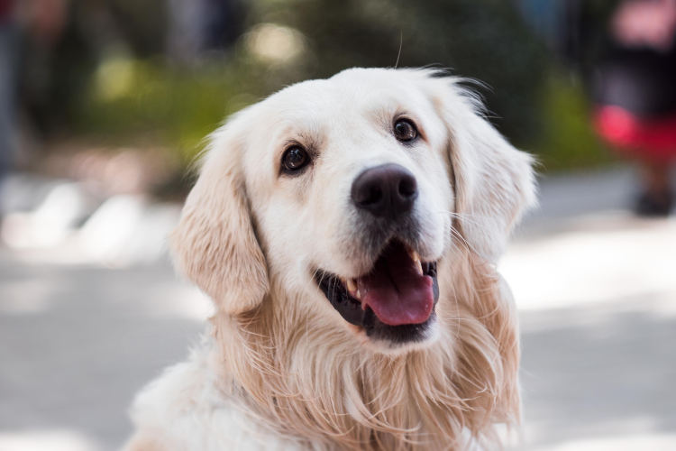 Ο Βαγγέλης, ένας σκύλος θεραπευτής