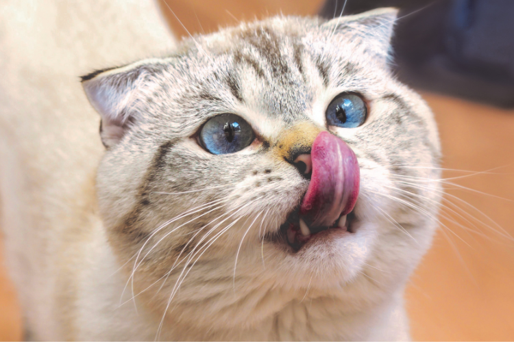 Ονειροκρίτης: Τι σημαίνει να δεις γάτα στον ύπνο σου;