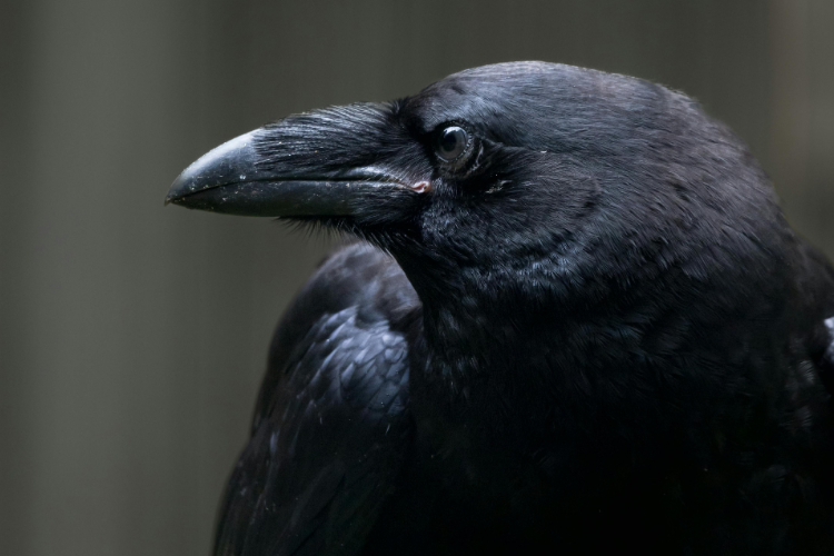 Ονειροκρίτης: Τι σημαίνει να δεις κοράκι στον ύπνο σου;