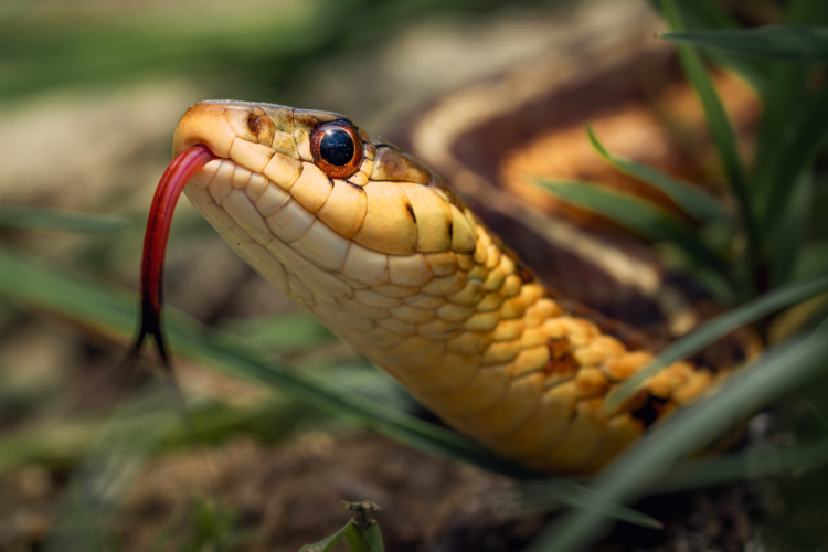 Ονειροκρίτης: Τι σημαίνει να δεις φίδι στον ύπνο σου;